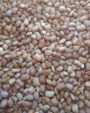 Exotic Choice - Honey Beans 2Kg